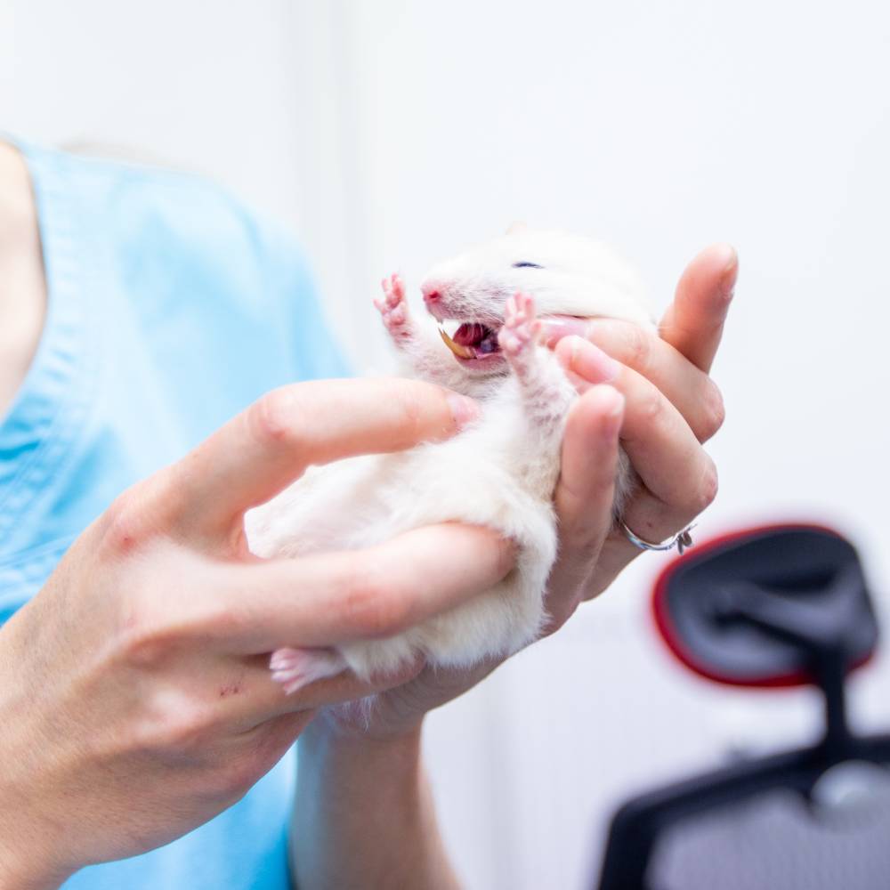 Zvířecí chirurgie Praha 7 | Pet Care Clinic